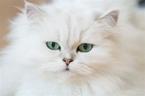 fotos de gatos persas